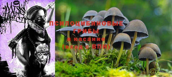гидра Покачи